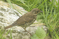 Turdus philomelos